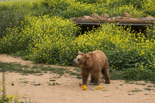 Wild brown bear in forest.  photo