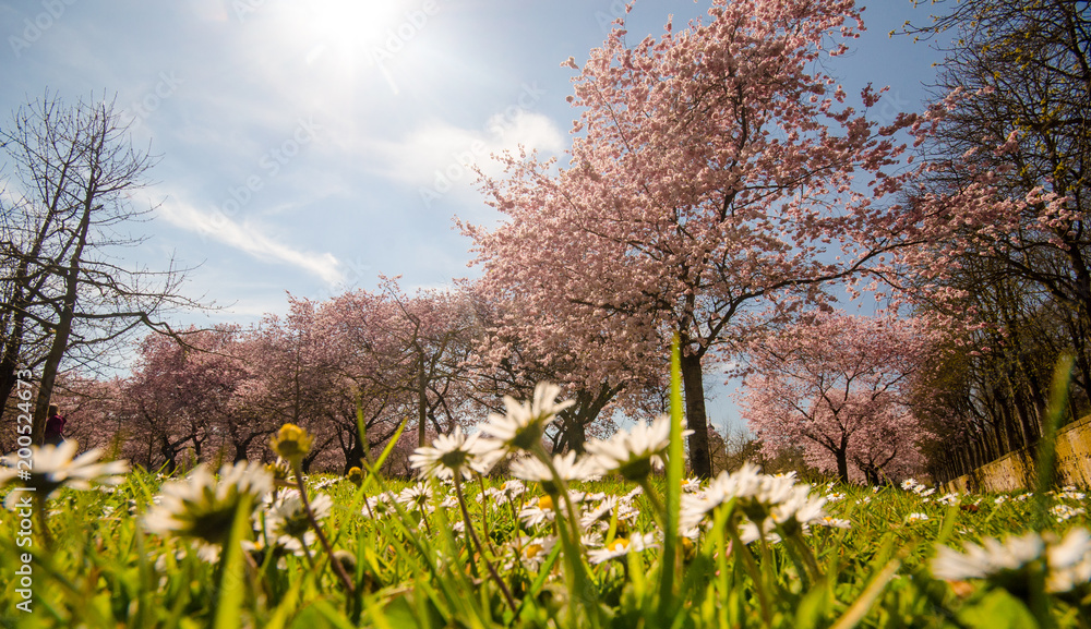 Naklejka premium Frühlingserwachen, Glück, Freude, Optimismus, Glückwunsch, alles Liebe: zarte, duftende japanische Kirschblüten und Gänseblümchen vor blauem Frühlingshimmel :) 