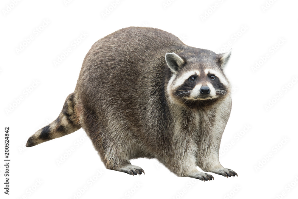 Fototapeta premium raccoon