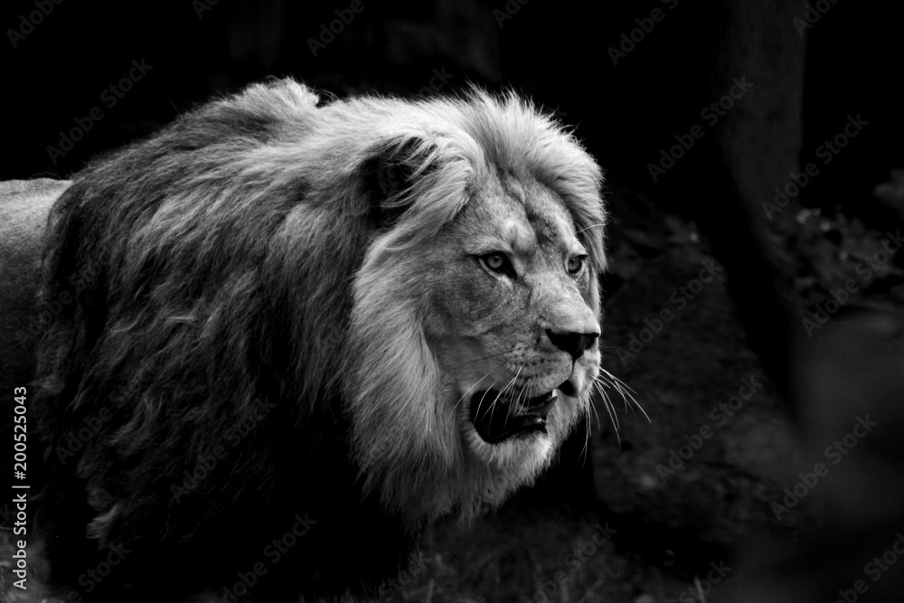 Fototapeta premium Lion king black and white