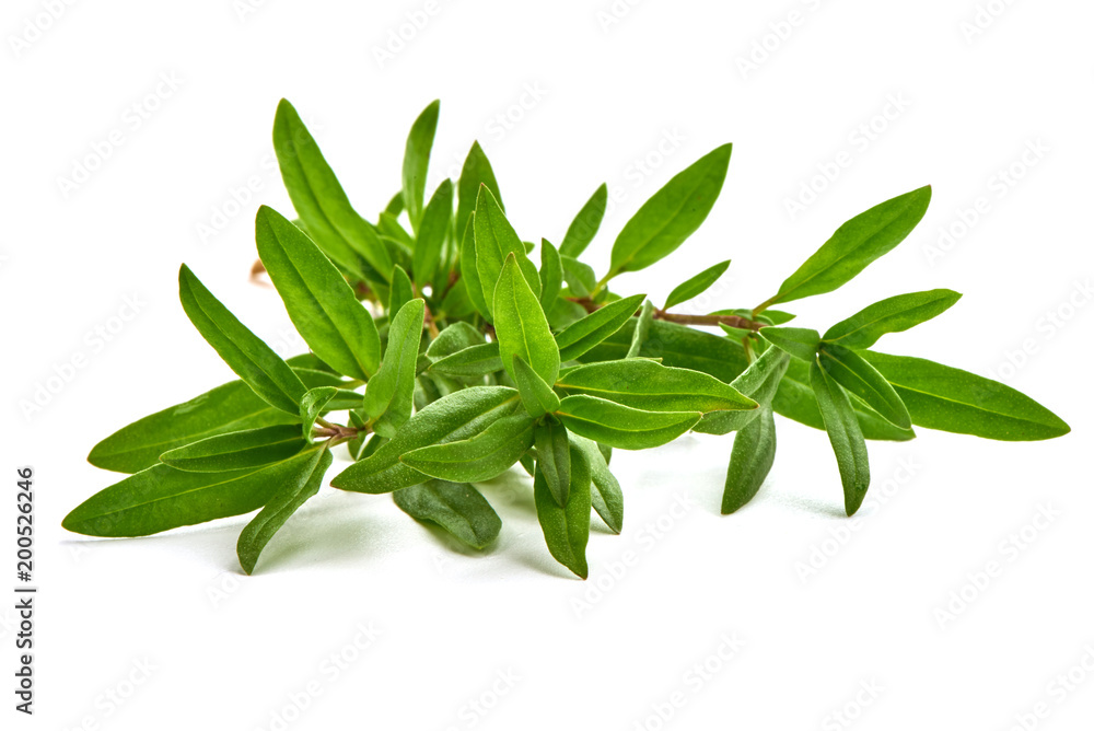 Sprig of thyme, isolated on white background.