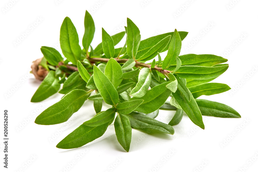 Sprig of thyme, isolated on white background. Sprig of thyme, isolated on white background.