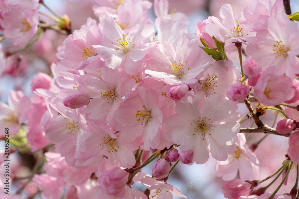 Cherry blossoms of late bloom