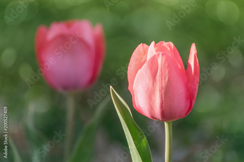 Pink tulip flower close-up on green background