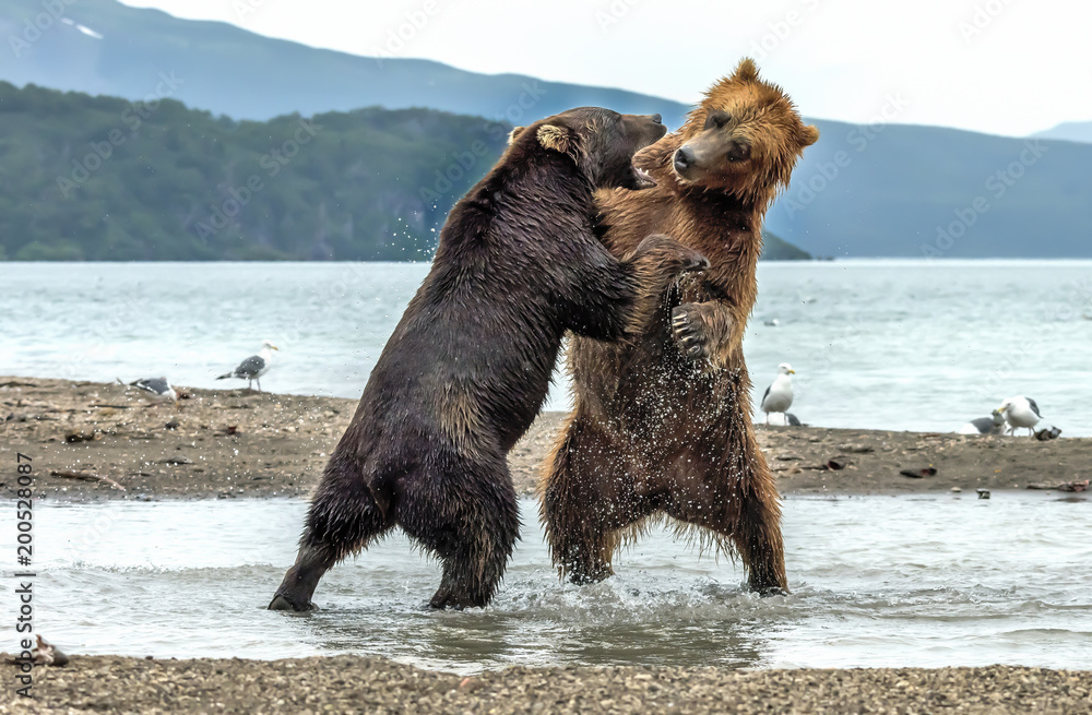 Conflict between bears on Kurile lake, Kamchatka - Russia
