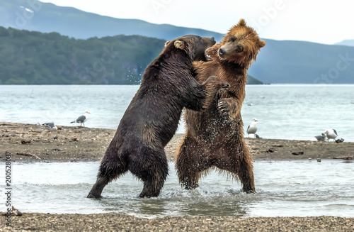 Conflict between bears on Kurile lake, Kamchatka - Russia photo