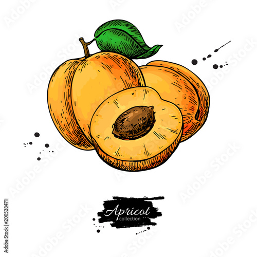 Apricot vector drawing. Hand drawn fruit and sliced pieces. Summer food illustration.