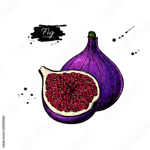 Fig vector drawing. Hand drawn fruit and sliced piece. Summer fo