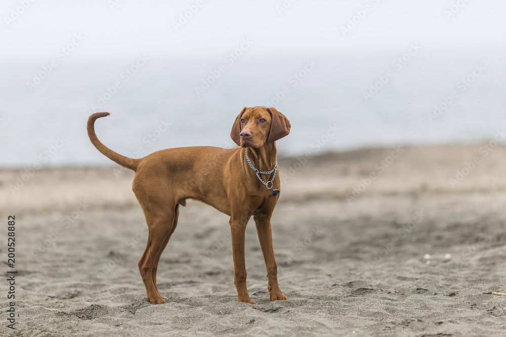 little hunting dog Hungarian Vizslaa playing on the sand on the beach and having fun and posing.young puppy relaxes and trains on the beach. little hunting dog Hungarian Vizslaa playing on the sand on the beach and having fun and posing.young puppy relaxes and trains on the beach.