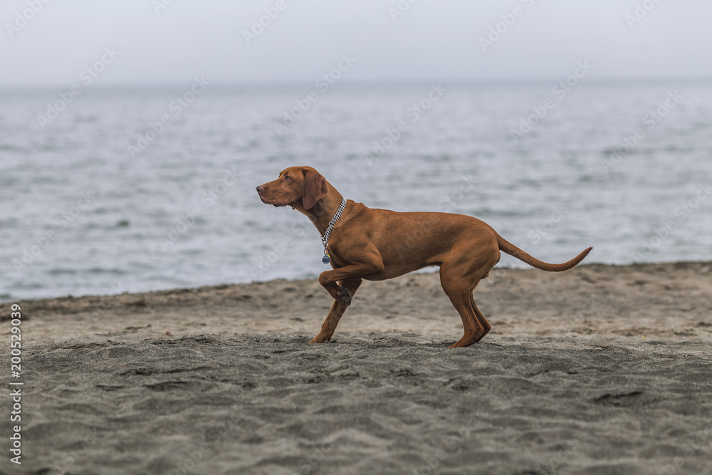 little hunting dog Hungarian Vizslaa playing on the sand on the beach and having fun and posing.young puppy relaxes and trains on the beach. little hunting dog Hungarian Vizslaa playing on the sand on the beach and having fun and posing.young puppy relaxes and trains on the beach.