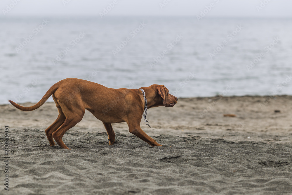 little hunting dog Hungarian Vizslaa playing on the sand on the beach and having fun and posing.young puppy relaxes and trains on the beach. little hunting dog Hungarian Vizslaa playing on the sand on the beach and having fun and posing.young puppy relaxes and trains on the beach.