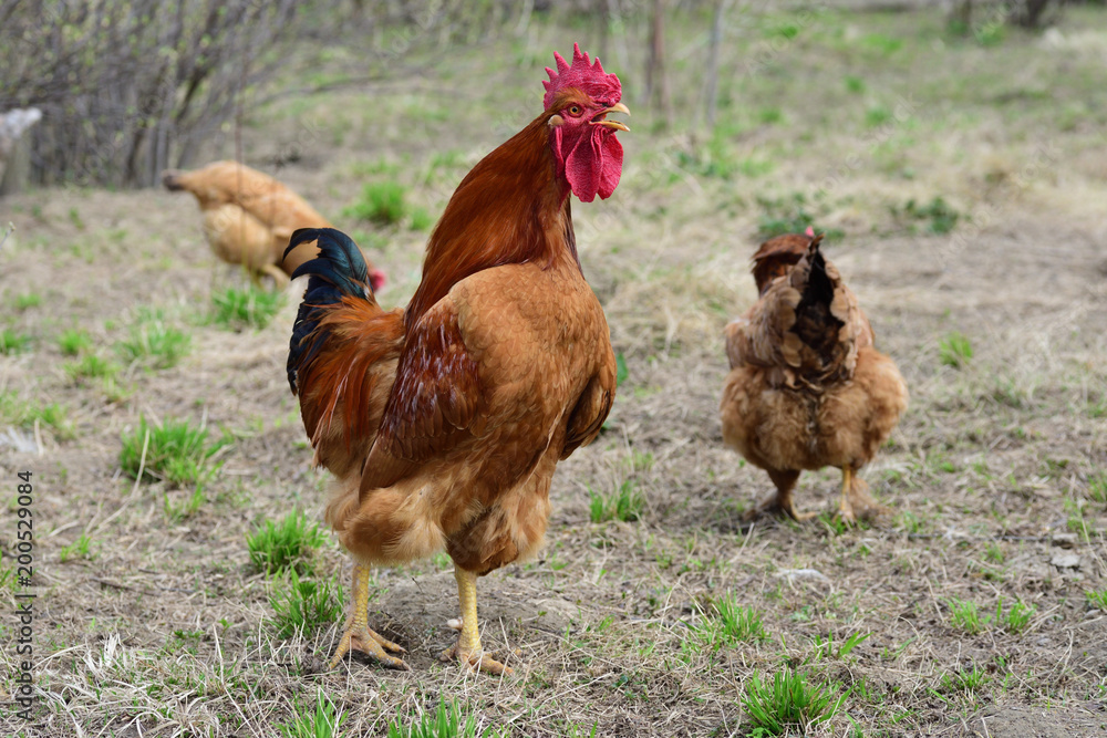 Fototapeta premium Hens and rooster