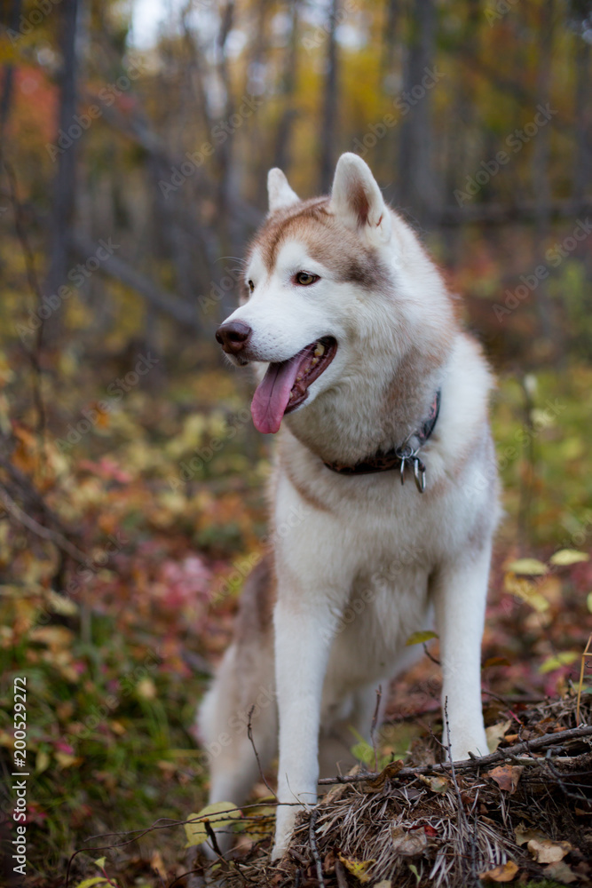 Profile Portrait of Siberian Husky dog standing in the brightful fall forest Profile Portrait of Siberian Husky dog standing in the brightful fall forest