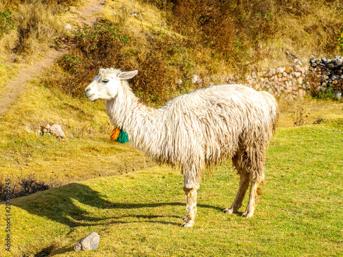 White furry llama in Peru, South America © pyty