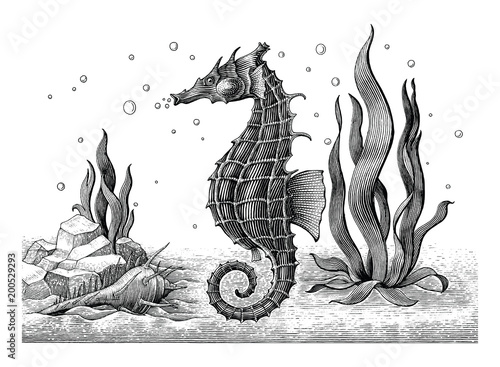 Sea horse hand drawing vintage engraving illustration