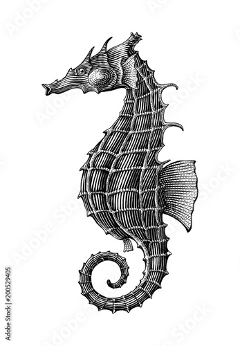 Sea horse hand drawing vintage engraving illustration isolate on white background