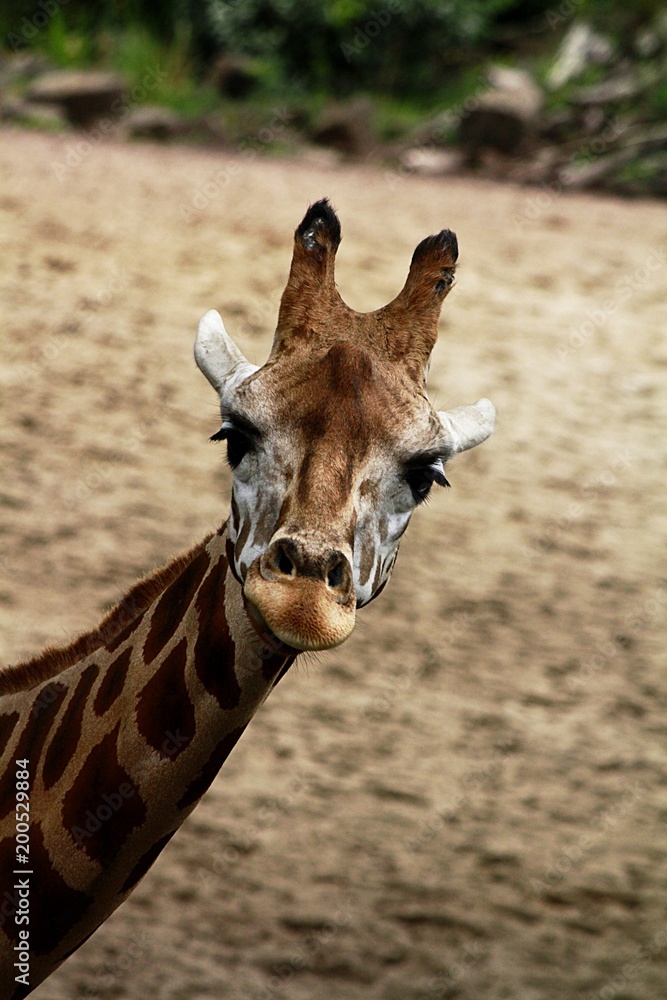 Obraz premium Giraffe