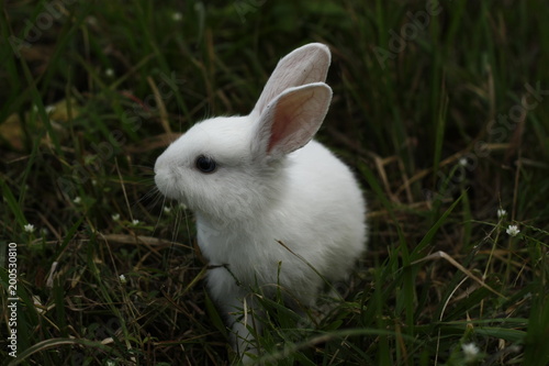 Pet white rabbit in the grass © Alanna