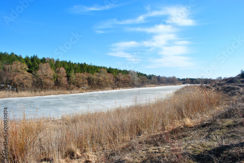 Pine forest, willows on the hills, rotten reeds on the shore of the lake with melting ice, on a background of blue sky with clouds, sunny spring day, Ukraine