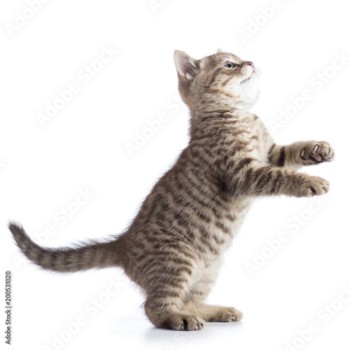 Playful kitten cat standing on hind legs and looking forward. Side view, isolated on white background