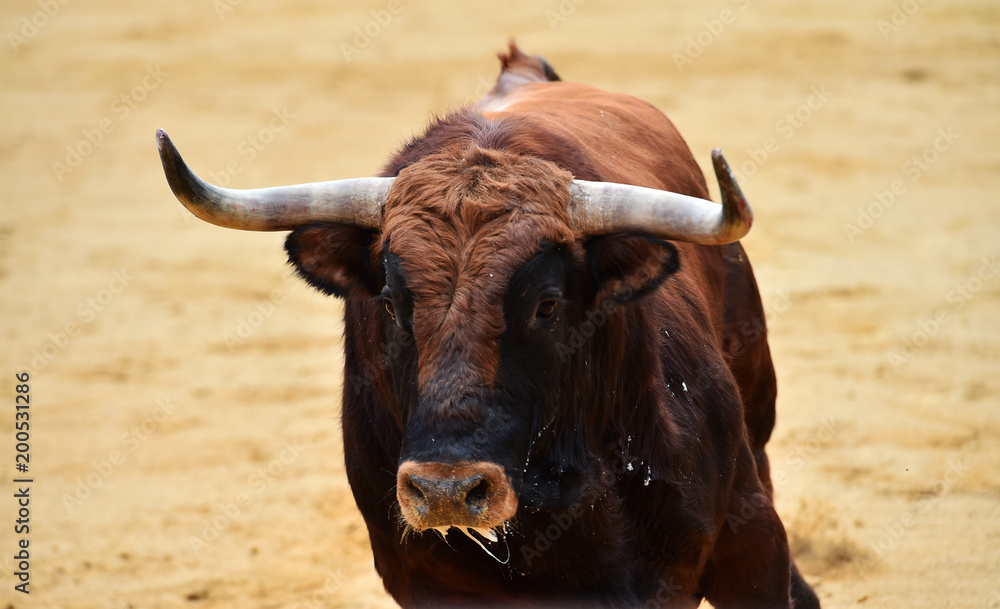 animal tradicional español animal tradicional español