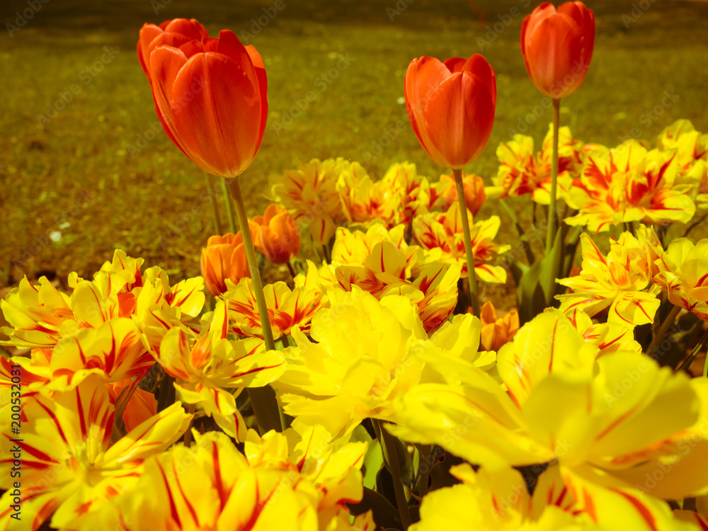 Tulpen und andere Frühlingsblumen in ihrer natürlichen Umgebung Tulpen und andere Frühlingsblumen in ihrer natürlichen Umgebung