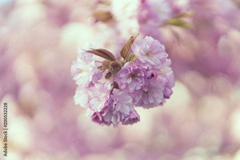 Fototapeta premium Rosa