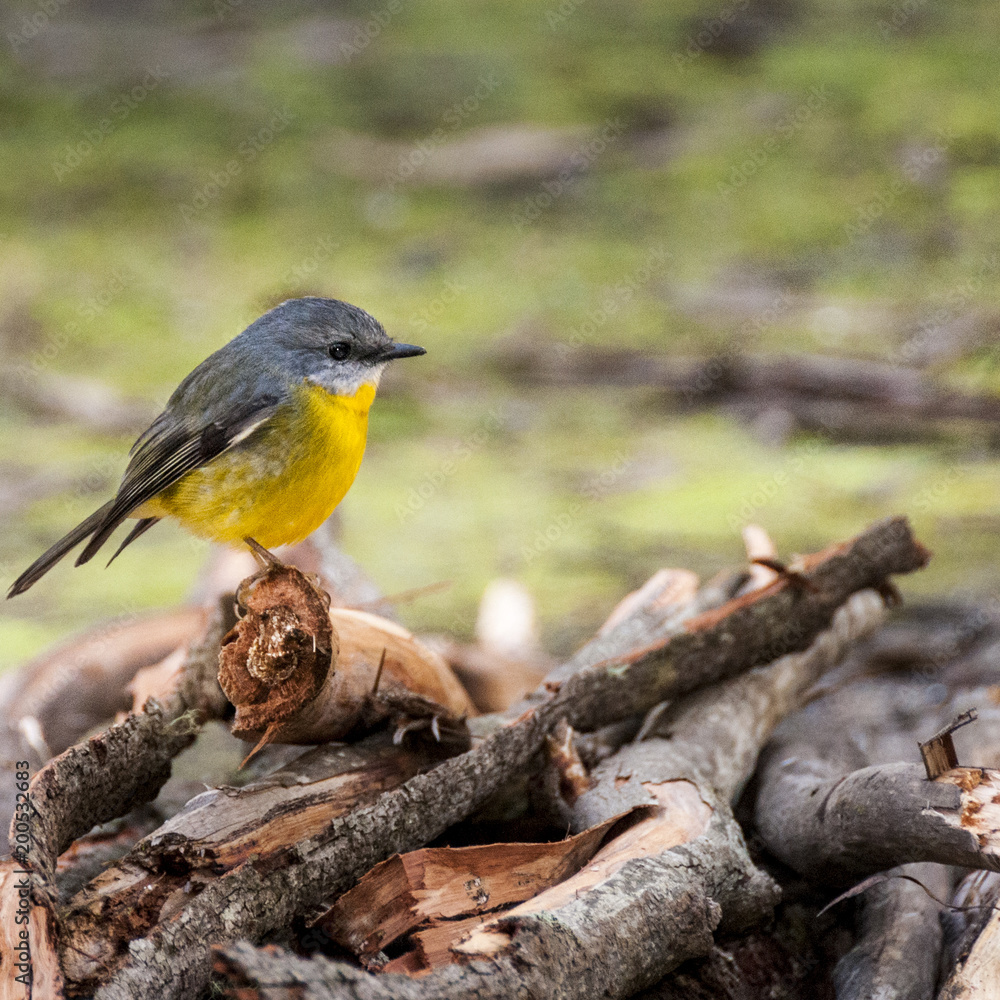 Fototapeta premium Yellow little bird Eastern yellow robin