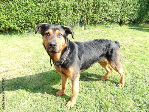 dog, pet, animal, rottweiler, puppy, canine, cute, black, doberman, brown, mammal, dachshund, breed, purebred, isolated, grass, pedigree, pinscher, hound, portrait, dogs, nature, white, domestic, pup