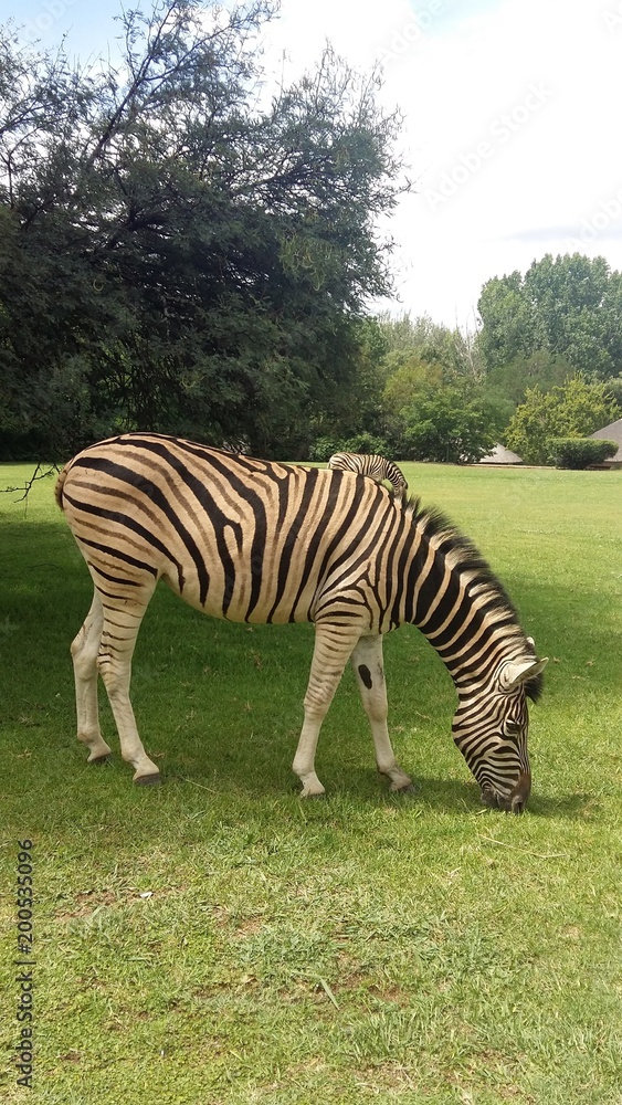 Obraz premium Zebra