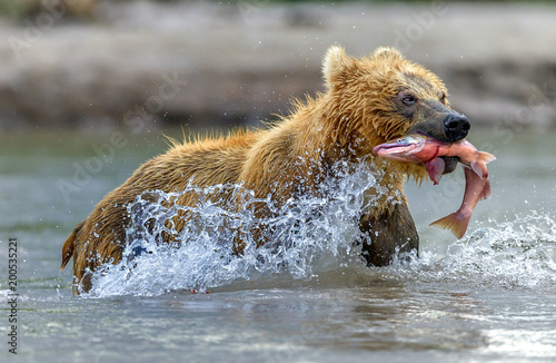 Bear fishing- Kamchatka, Russia