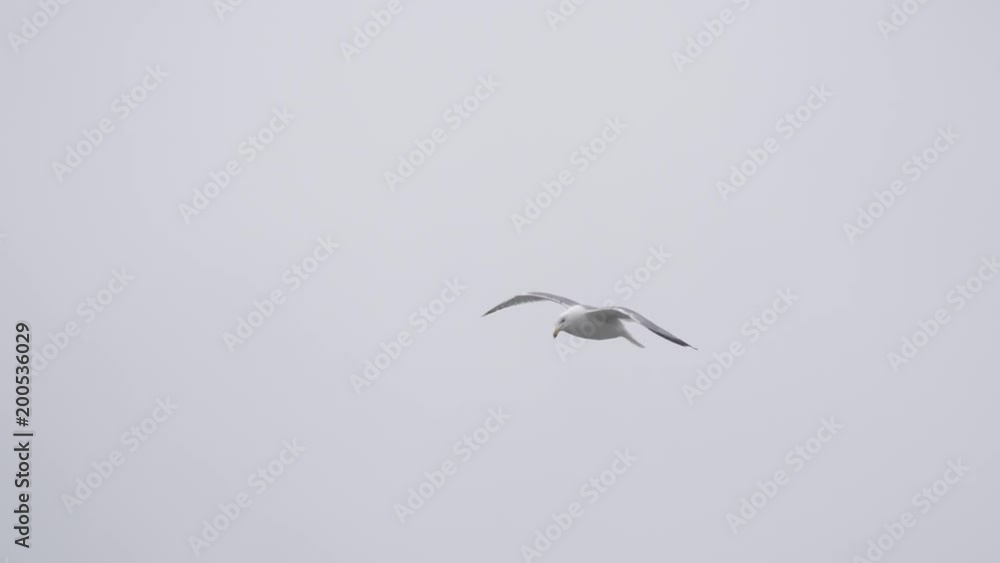 the seagull is flying across the sky the seagull is flying across the sky