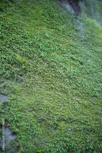 Stone wall, covered in green moss.
