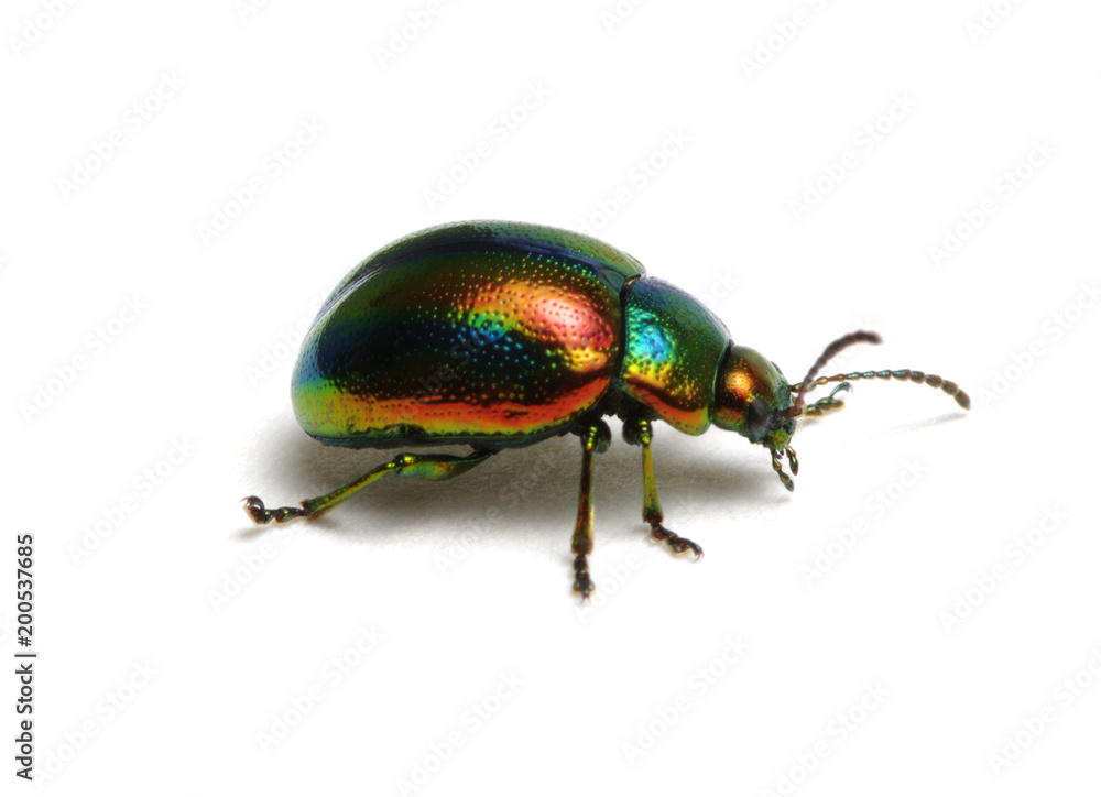 Green beetle on white Green beetle on white