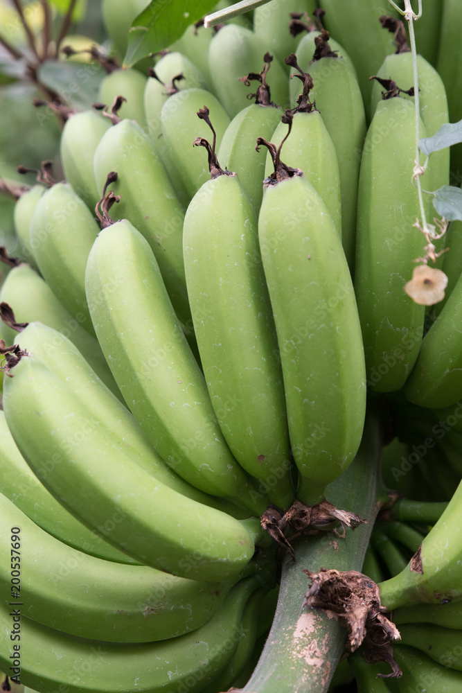 A bunch of green underripe-looking bananas on a tree