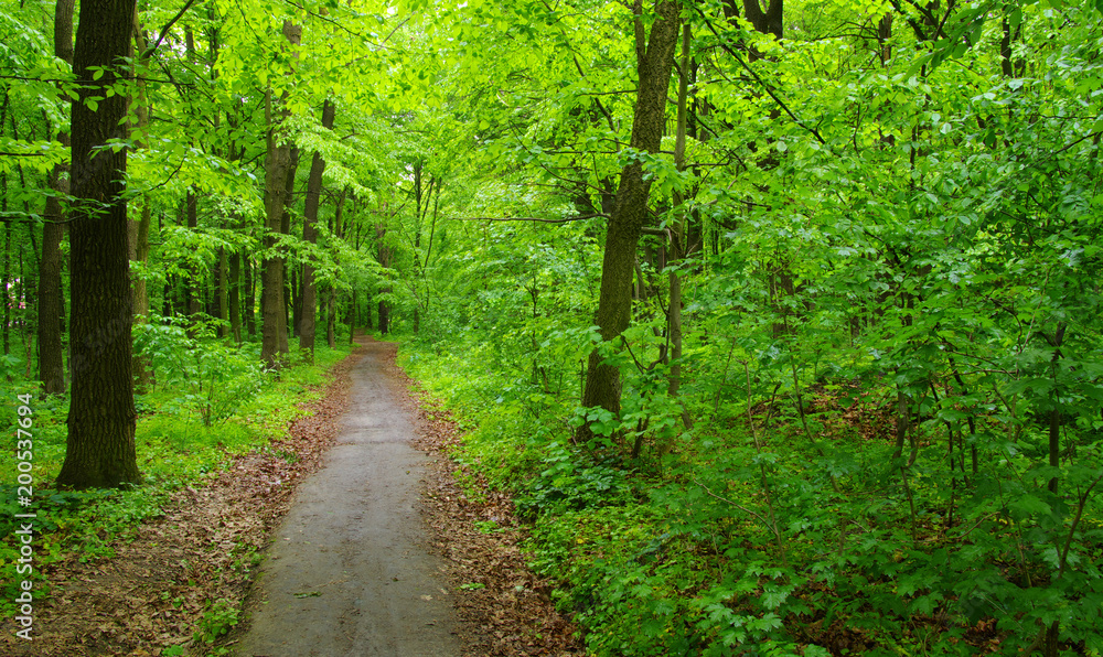 Naklejka premium Forest trees in spring