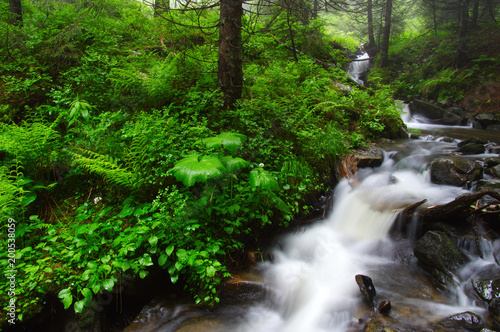 River in the woods