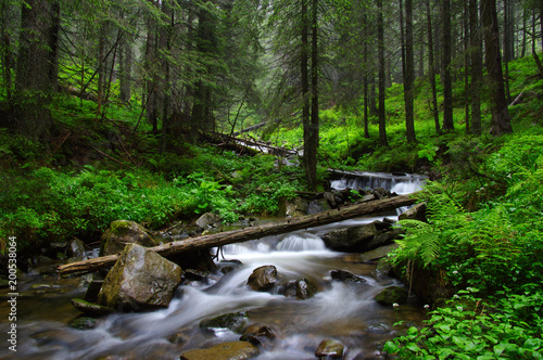 River in the woods