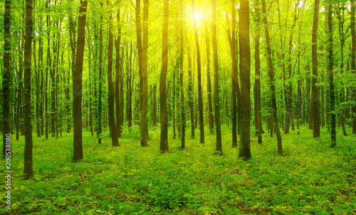 Forest  and sun rays