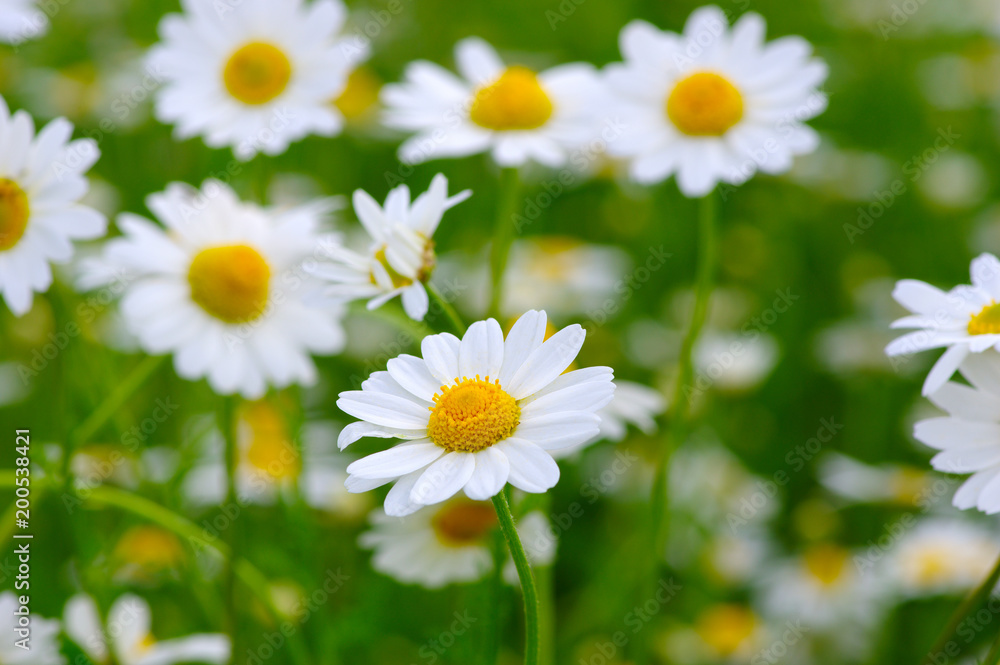 White camomiles on field White camomiles on field