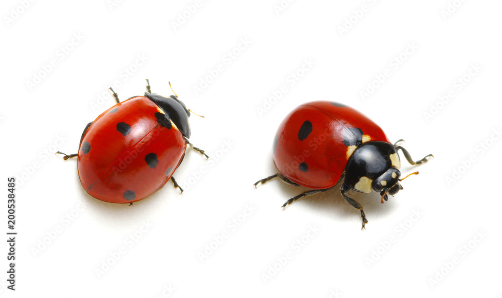 Fototapeta premium Ladybugs on white