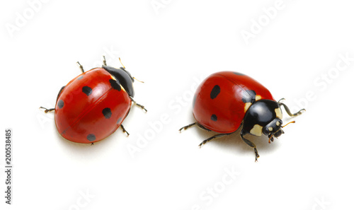 Ladybugs on white