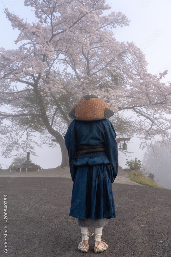 雲水と桜10 雲水と桜10