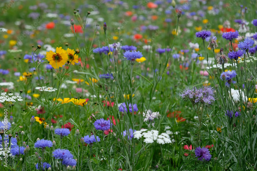 Meadow full of a variety of wild flowers, England UK