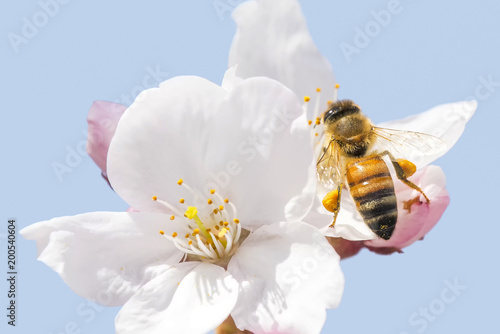 Honey bee flying around cherry blossom © kojihirano