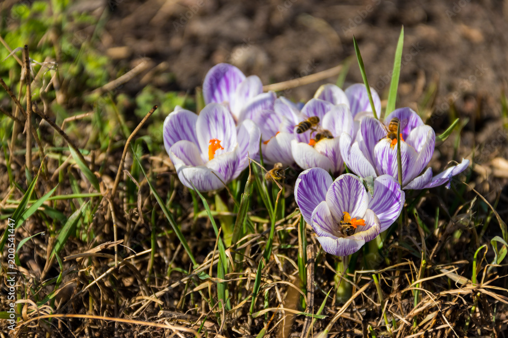 Purple crocus flowers in the garden on spring Purple crocus flowers in the garden on spring