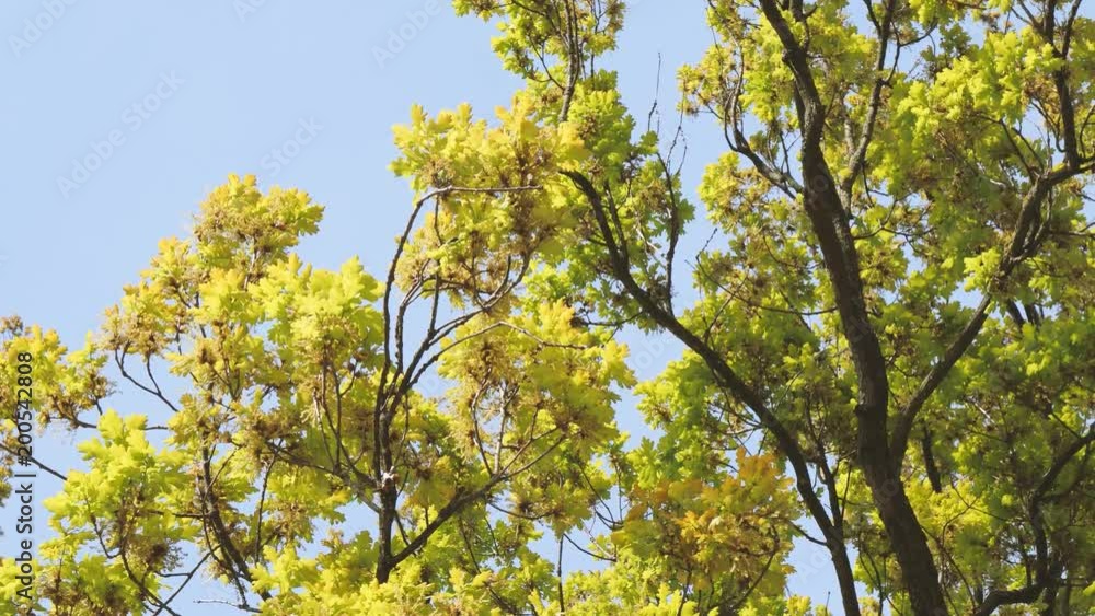 Cinematic view from below of large oak tree canopy early in the spring with beautiful blue sky in the background Cinematic view from below of large oak tree canopy early in the spring with beautiful blue sky in the background