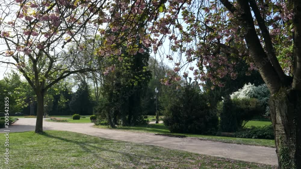 Cinematic spring scene with cherry blossom sakura tree seen wind falling petals early in spring in Japanese garden Cinematic spring scene with cherry blossom sakura tree seen wind falling petals early in spring in Japanese garden