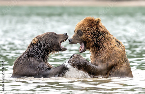 The quarrel of the bears - Kamchatka, Russia
