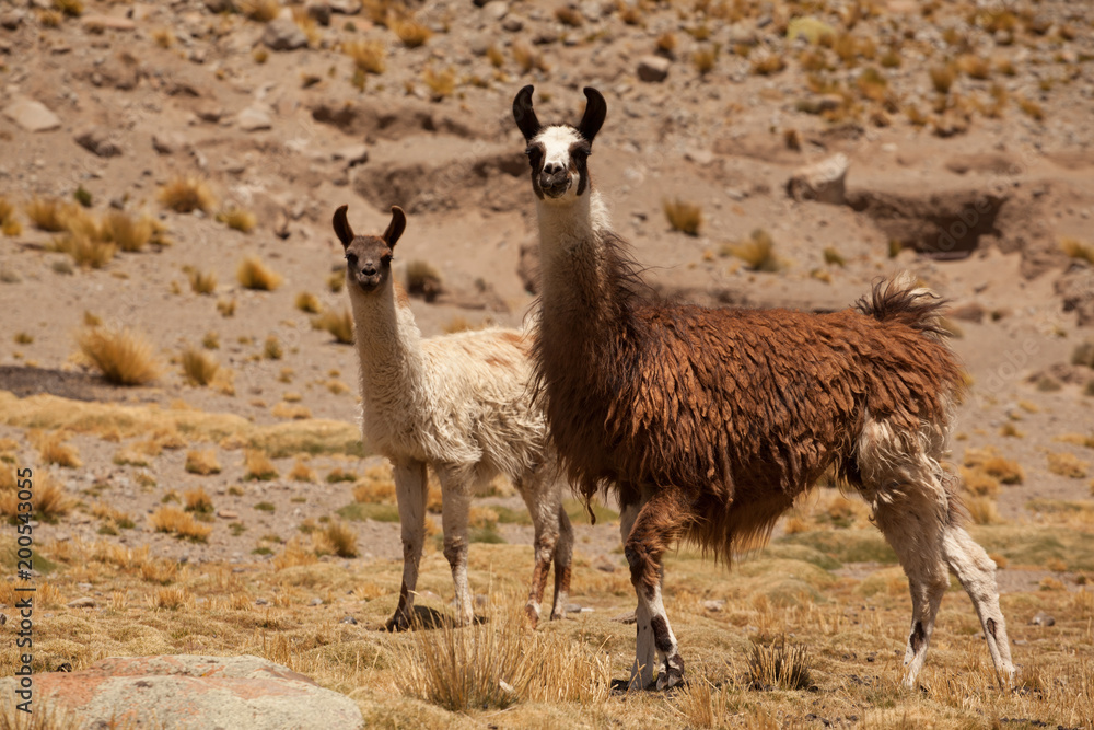 Two lamas looking into the camera in Bolivia